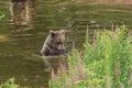 Bathing brown bear looking into the water