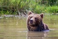 Bathing brown bear Royalty Free Stock Photo
