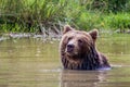 Bathing brown bear