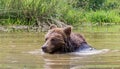 Bathing brown bear Royalty Free Stock Photo