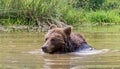 Bathing brown bear