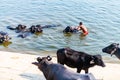 Bathing buffalo`s in Ganges