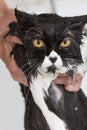 Bathing a cat Royalty Free Stock Photo