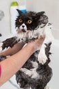 Bathing a cat Royalty Free Stock Photo