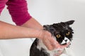 Bathing a cat Royalty Free Stock Photo