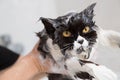 Bathing a cat Royalty Free Stock Photo