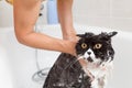 Bathing a cat Royalty Free Stock Photo