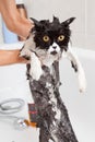 Bathing a cat Royalty Free Stock Photo