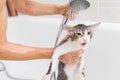 Bathing a cat Royalty Free Stock Photo