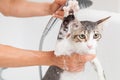 Bathing a cat Royalty Free Stock Photo