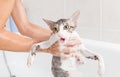 Bathing a cat Royalty Free Stock Photo