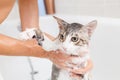 Bathing a cat Royalty Free Stock Photo