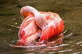 Bathing chilean flamingo
