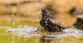 Bathing Common Starling Royalty Free Stock Photo