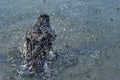 bathing crow in pond