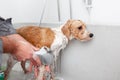 bathing a cute dog Royalty Free Stock Photo