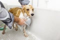 Bathing a cute dog Royalty Free Stock Photo