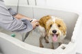 Bathing a cute dog Royalty Free Stock Photo