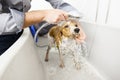 Bathing a cute dog Royalty Free Stock Photo