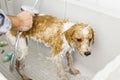 Bathing a cute dog Royalty Free Stock Photo