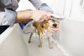 Bathing a cute dog Royalty Free Stock Photo