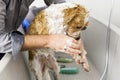 Bathing a cute dog Royalty Free Stock Photo