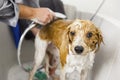 Bathing a cute dog Royalty Free Stock Photo