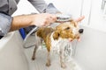 Bathing a cute dog Royalty Free Stock Photo