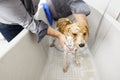 Bathing a cute dog Royalty Free Stock Photo