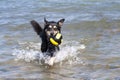 Bathing Dog Royalty Free Stock Photo