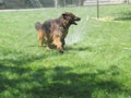 Bathing dog Royalty Free Stock Photo