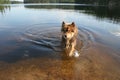 Bathing dog on is way up from the lake