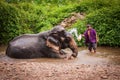 Bathing elefant mahout, Khao Sok sanctuary, Thailand Royalty Free Stock Photo