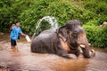 Bathing elefant mahout, Khao Sok sanctuary, Thailand Royalty Free Stock Photo