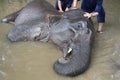 Bathing elephant Royalty Free Stock Photo