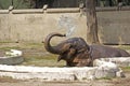 Bathing elephant cub