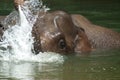 Bathing Elephant