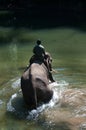 Bathing Elephant