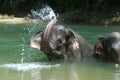 Bathing Elephant