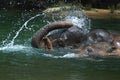 Bathing Elephant