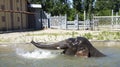 Bathing elephant-male