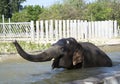 Bathing elephant-male