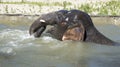 Bathing elephant-male