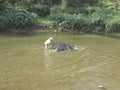 Bathing an elephant Royalty Free Stock Photo