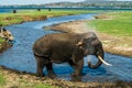 Bathing Elephant at the Waterhole of Minneriya National Park in Sri Lanka