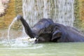 Bathing elephant Royalty Free Stock Photo