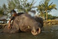 Bathing elephants in the Gulf of Siam