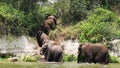 Bathing Elephants Herd in motion