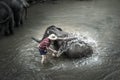 Bathing elephants at Mae Sa Elephant Camp, Mae Rim, Chiang Mai.