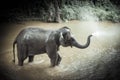 Bathing elephants at Mae Sa Elephant Camp, Mae Rim, Chiang Mai. Royalty Free Stock Photo